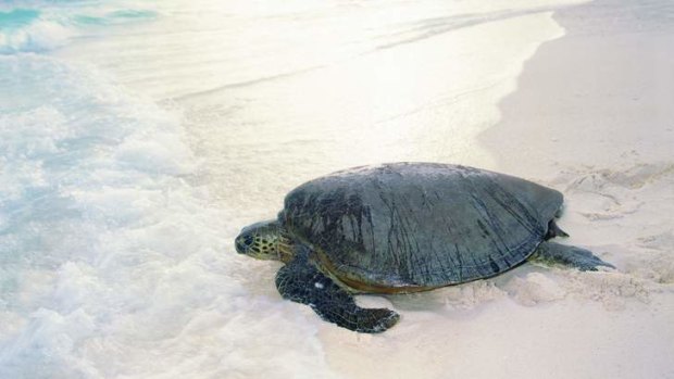 A turtle at Wilson Island.