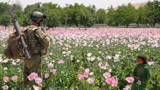 Continued growth ...   an Australian soldier on patrol in Sorkh Morghab, Oruzgan province, whose main crop is  poppies.