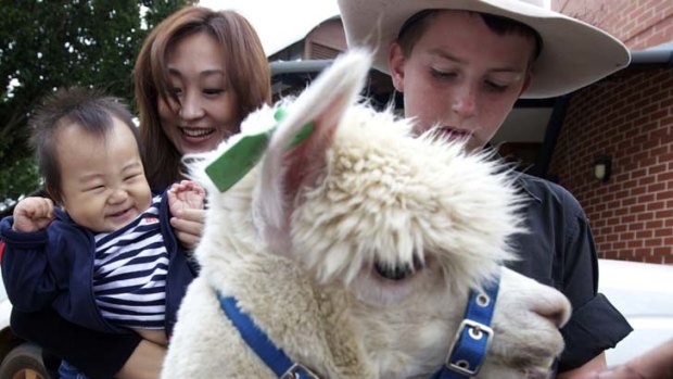 Furry friends &#8230; Sakaya Zhang and one-year-old Rex meet an alpaca at the Royal Easter Show news conference for non-English speaking media.