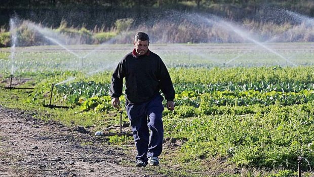 Safer: Farmer Joe Sultana uses bore water.