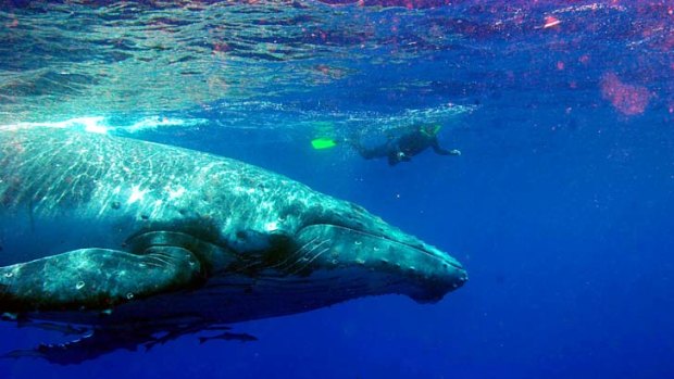 Big blue ... a swimmer with humpbacks in the Ha'apai island group.