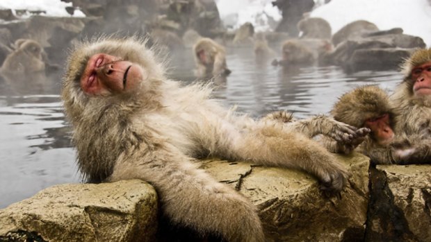 Bath time ... humans and monkeys embrace the therapeutic power of the onsen.