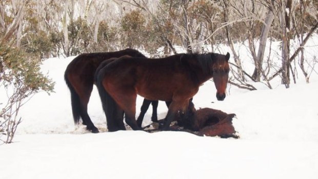 These brumbies were seen with their snouts inside the abdominal cavity of a dead horse.