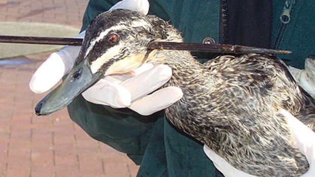 A duck miraculously survived after it was shot through the head with an arrow.