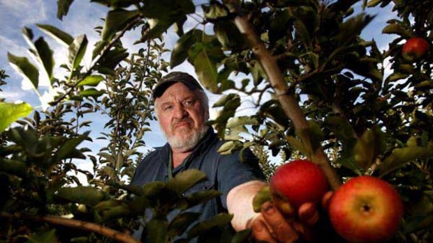 "There is a potential for fire blight to be introduced in this country, which would be devastating" . . . Bill Shields in his Bilpin orchard.