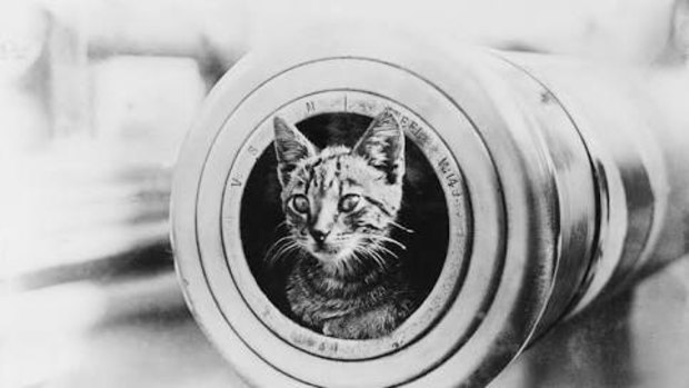 Red Lead, the ship's cat, on board HMAS Perth. She perished with the vessel.