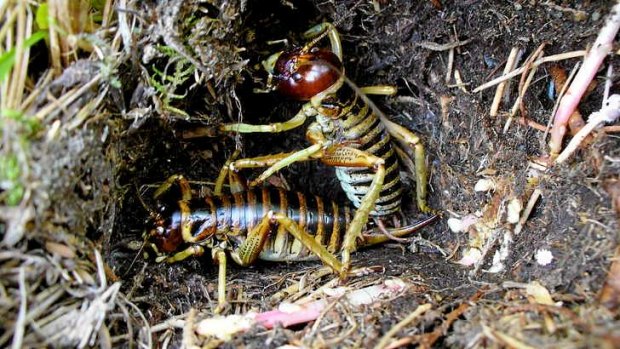 Ground insects (like this weta) in New Zealand became very large in the absence of mammal competitors.