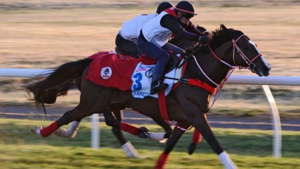 Bande, from the Yoshito Yahagi stable in Japan, gallops on the course proper during a trackwork session at Werribee.