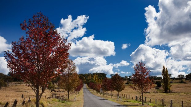 Tenterfield, road, autumn, trees