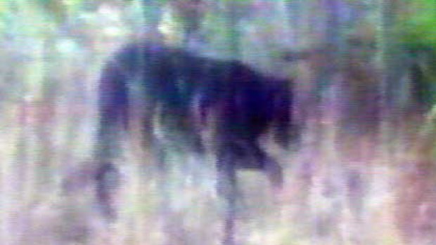 A picture of the animal thought to be roaming bushland in Sydney's west.