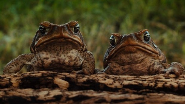 It just takes two: The scourge of the cane toad is given funny-serious treatment in the superb Mark Lewis documentary Cane Toads: The Conquest.