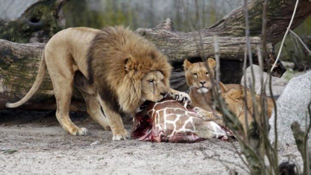The giraffe was fed to the lions after being put down.