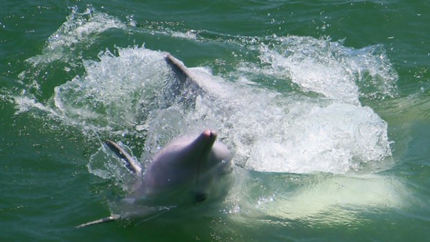 Hong Kong style ... dolphins as pink as fairy floss.