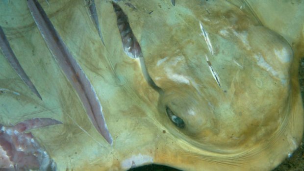 An eagle ray, right side up, with deep cuts near its head and across its wings.