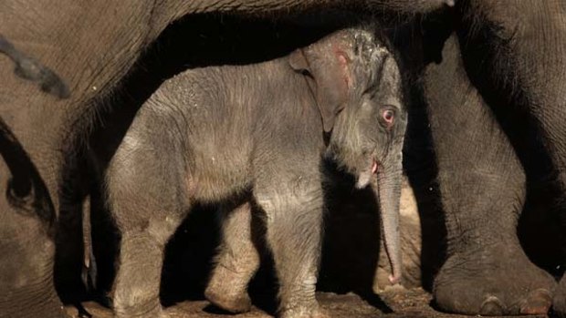 Magic moment … Taronga Zoo's baby Asian elephant, nicknamed Mr Shuffles, has made his first teetering steps in public, never straying far from his mother's side.