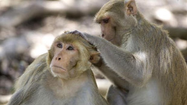 Cells from several rhesus monkey embryos were fused together.