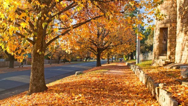 Autumn colours, Beechworth, Victoria.