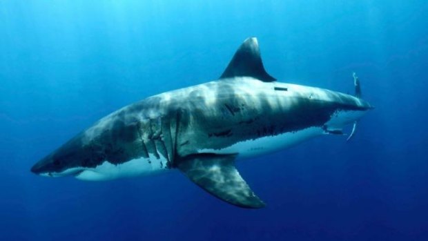 Shark drum lines will not be set off WA beaches this summer.