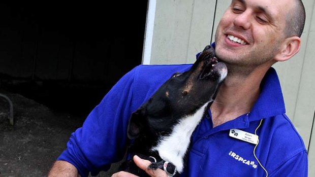 Happy ending &#8230; Adam Farrugia, manager at the RSPCA's Yagoona shelter, with Hera the kelpie who was rehabilitated after a behavioural test.