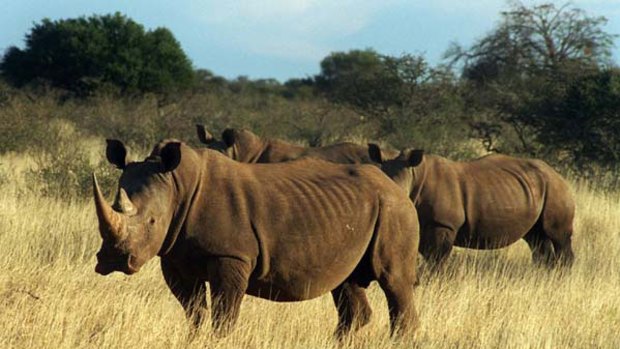 Threatened  ... South African rhinos are poached for their horns, which are used for medicinal purposes.