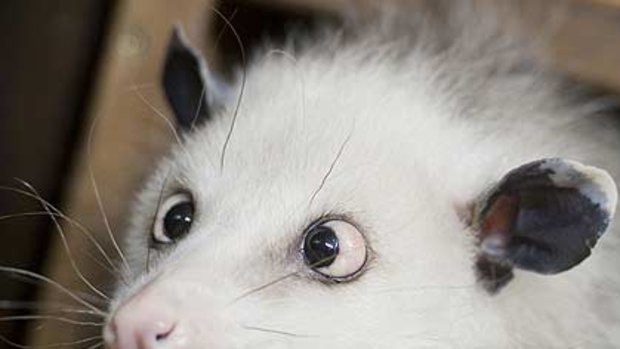 Who's looking at you kid ... Heidi the cross-eyed opossum.