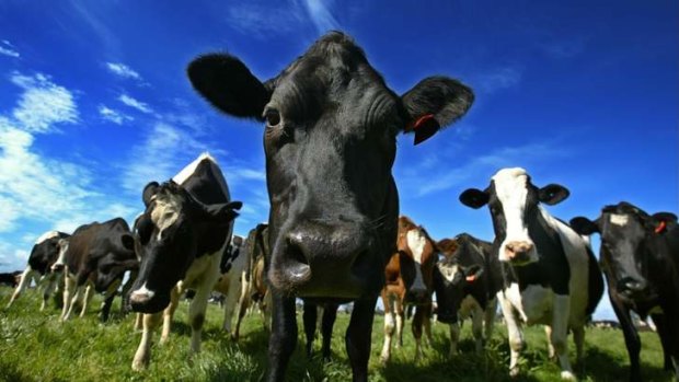 Cows can react aggressively when with calves and if dogs are in the vicinity, as happened in England when a man was killed while dog walking.