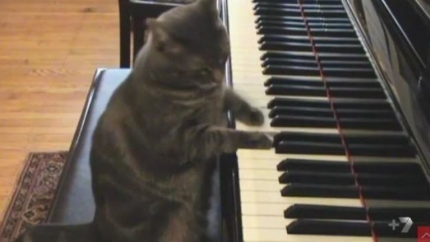 Nora the Piano Cat, one of the many stars of <i>Cats Make You Laugh Out Loud</i>.