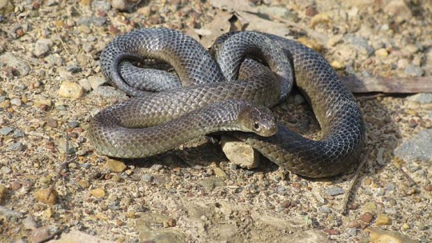 Deadly: Brown snakes cause the most deaths, says doctor.