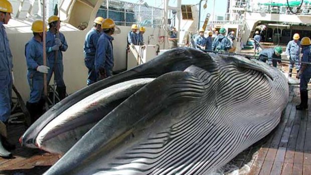 A whale lies on a Japanese  whaling ship in the northwestern Pacific Ocean in   file photograph.