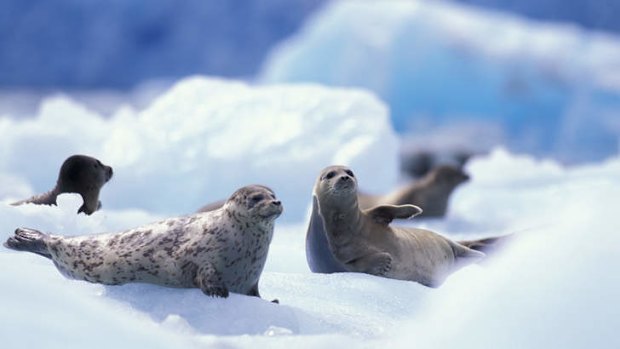 Wave hello ... seals basking at Tracy Arm.