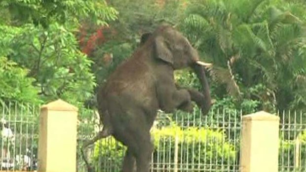 Out of the forest ... an elephant steps over a fence.