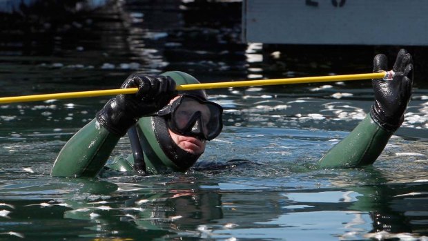 Fire Department diver Joe Banks surfaces among floating dead sardines with a pole that he uses to indicate the depth of the layer of dead fish in King Harbour.