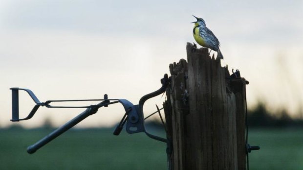 Under threat: a meadowlark sits on a snapped utility pole in Greensburg, Kansas.