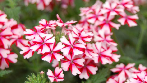 Festive spirit ... Verbena ''Candy Cane'' adds vibrancy to any space.