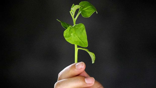 Makes you strong ... a worker holds New Zealand spinach after he picked it from a greenhouse at an organic farm located on the outskirts of Beijing.