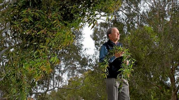 Scientists have discovered that Australian Gum trees are drawing up gold particles from the earth via their root system.