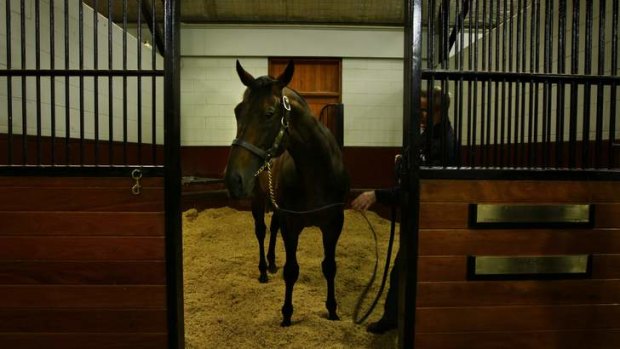 Price on application: Australia's dearest stallion, Fastnet Rock.