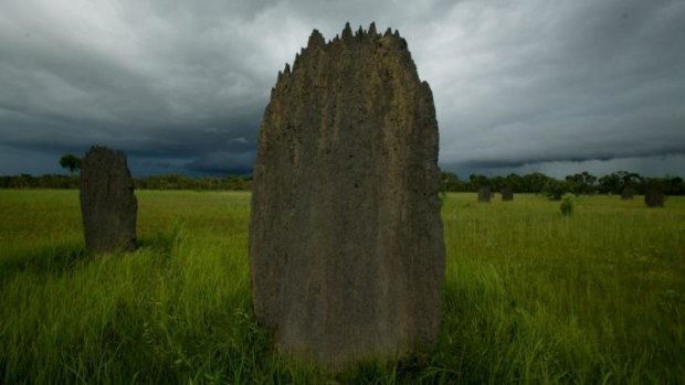 'Enormous, complicated mounds of soil': A termite mound in Litchfield National Park in the Northern Territory.