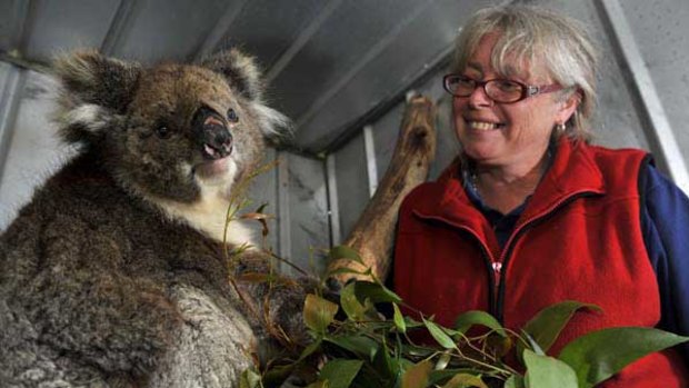 Linda Healy with Belle the koala.