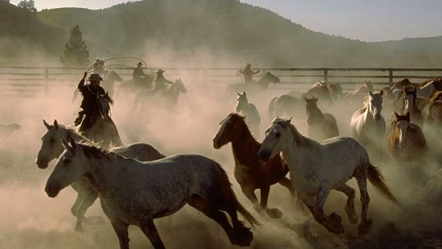 Head 'em up: Rounding up the horses.