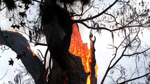 One of the world's oldest cyprus trees ... arson ruled out.