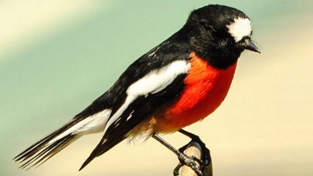 The scarlet robin's tameness makes it easy prey for feral cats.