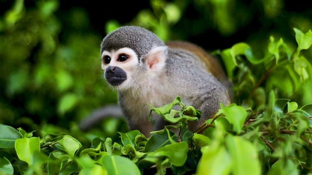 Home to a dizzying diversity of wildlife ...  the squirrel monkey.