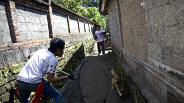 On the hunt ... a member of the World Society for the Protection of Animals team catches a dog to vaccinate.