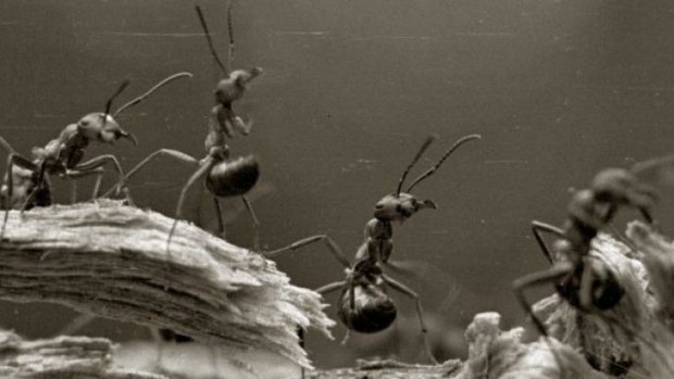 Resourceful: Ants use their young as life rafts during floods.