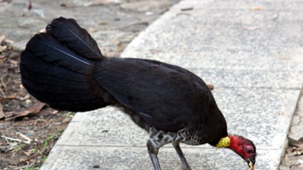 Gobbling ... a brush turkey at Pearl Beach.