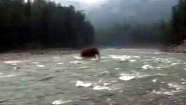 A screenshot of the hoax video showing the "woolly mammoth".