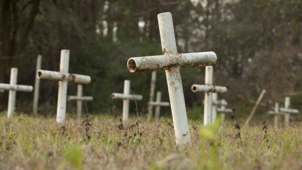 Grim find ... white metal crosses mark graves at the cemetery of the former reform school.