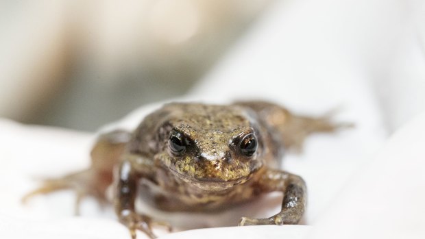 The tiny Baw Baw Frog is under threat.