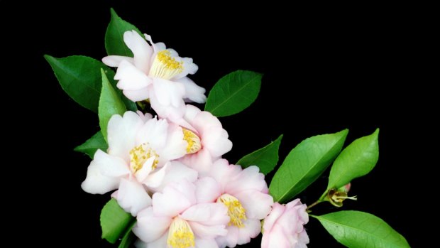 Camellias Victoria was founded in the 1950s to promote camellia knowledge after the flowers came back into fashion.